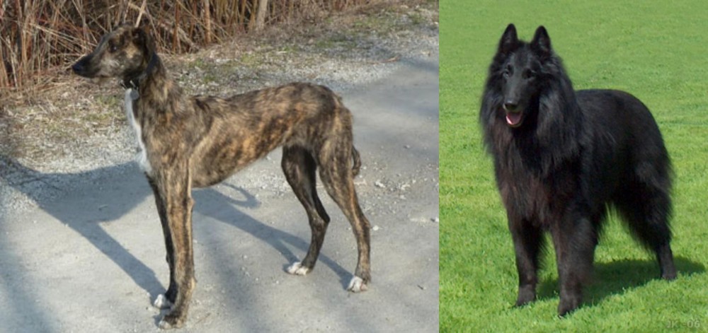 Belgian Shepherd Dog (Groenendael) vs American Staghound - Breed Comparison