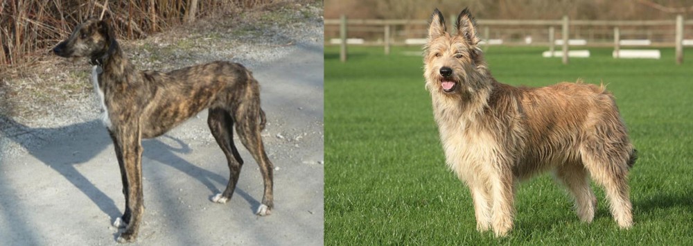 Berger Picard vs American Staghound - Breed Comparison