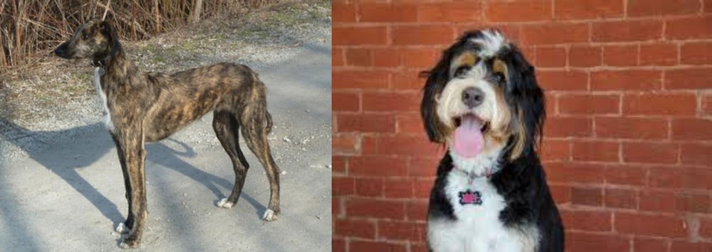 Bernedoodle vs American Staghound - Breed Comparison