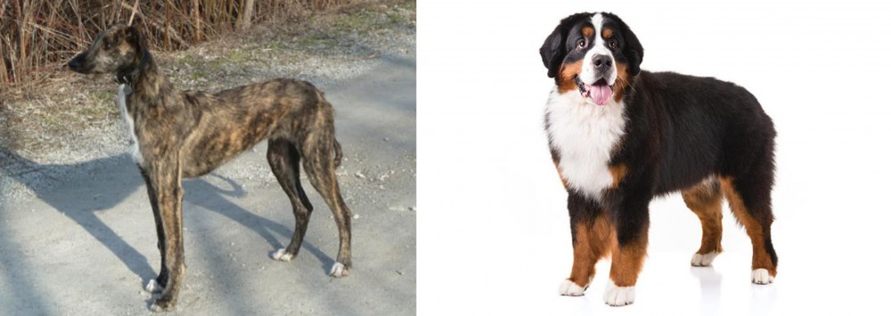 Bernese Mountain Dog vs American Staghound - Breed Comparison