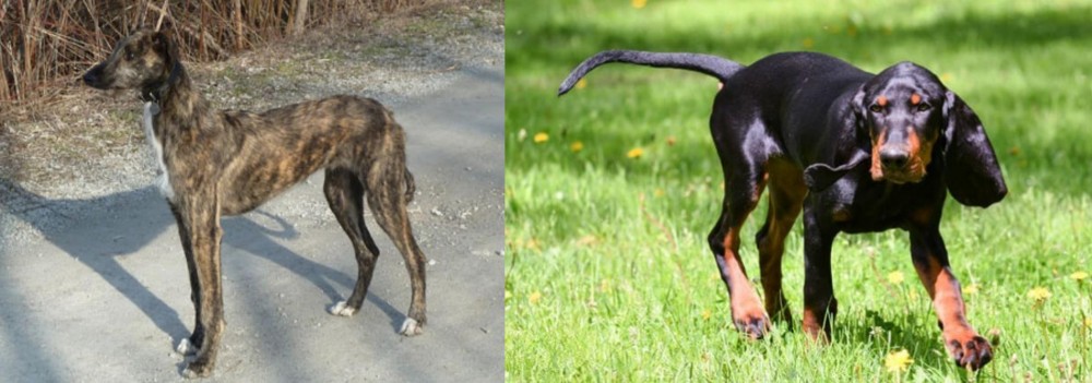 Black and Tan Coonhound vs American Staghound - Breed Comparison