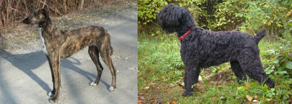 Black Russian Terrier vs American Staghound - Breed Comparison