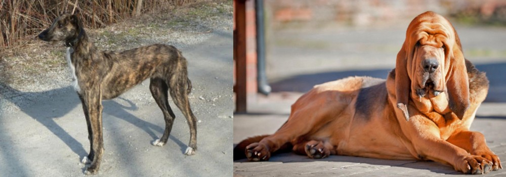 Bloodhound vs American Staghound - Breed Comparison