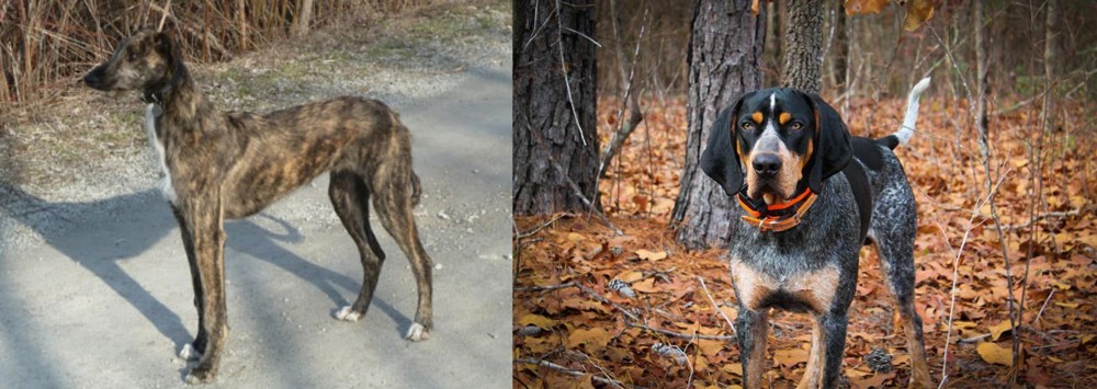 Bluetick Coonhound vs American Staghound - Breed Comparison