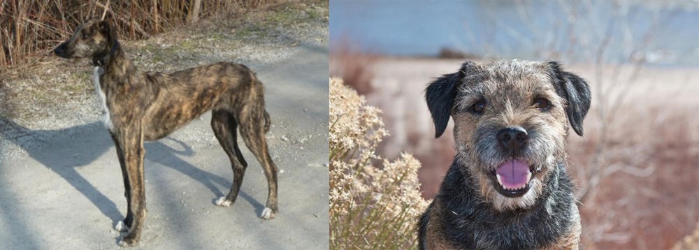 Border Terrier vs American Staghound - Breed Comparison