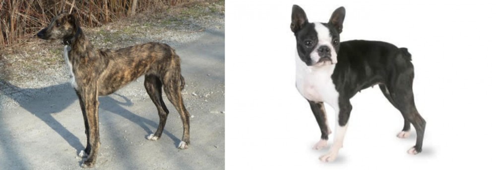 Boston Terrier vs American Staghound - Breed Comparison