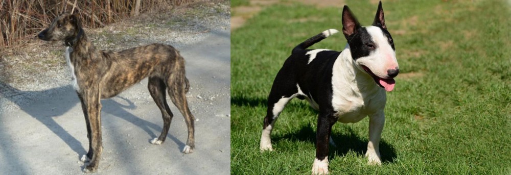 Bull Terrier Miniature vs American Staghound - Breed Comparison
