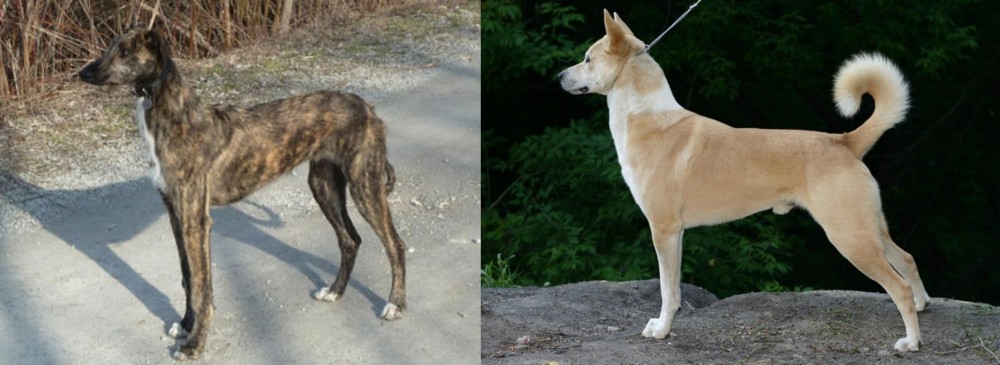 Canaan Dog vs American Staghound - Breed Comparison