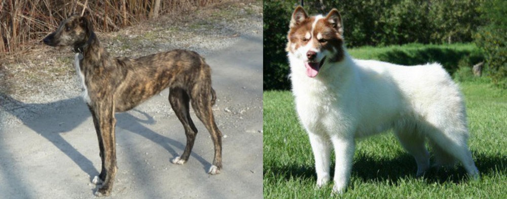 Canadian Eskimo Dog vs American Staghound - Breed Comparison