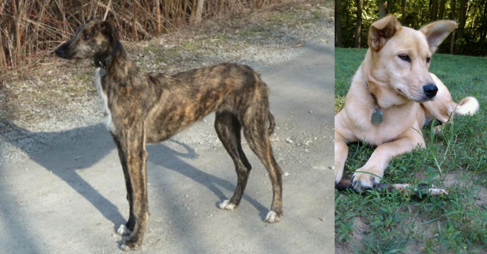 Carolina Dog vs American Staghound - Breed Comparison