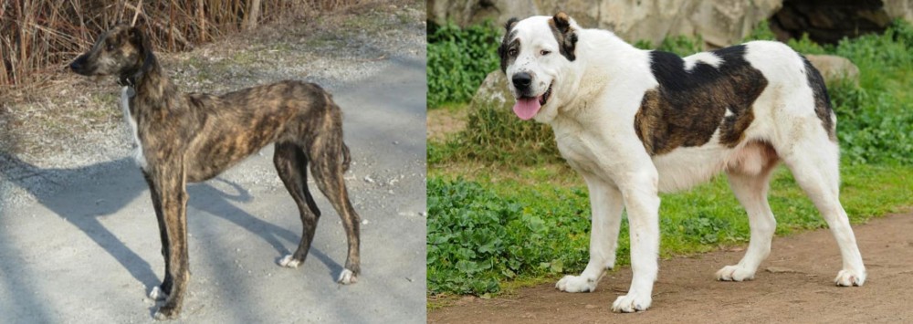 Central Asian Shepherd vs American Staghound - Breed Comparison