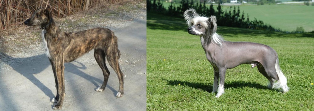 Chinese Crested Dog vs American Staghound - Breed Comparison