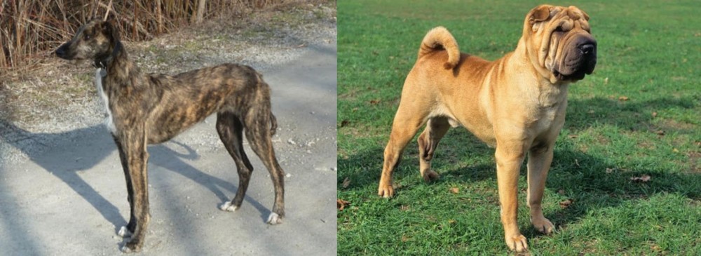 Chinese Shar Pei vs American Staghound - Breed Comparison