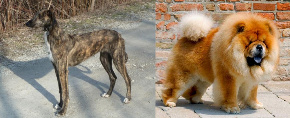 Chow Chow vs American Staghound - Breed Comparison