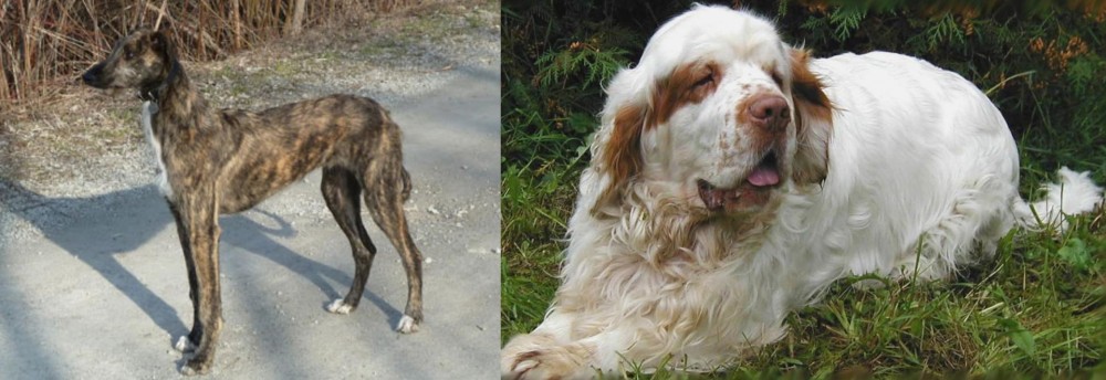 Clumber Spaniel vs American Staghound - Breed Comparison