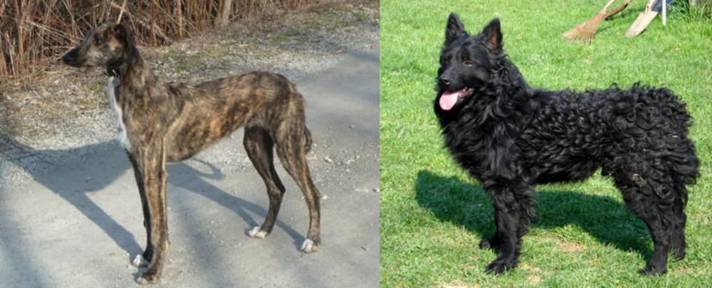 Croatian Sheepdog vs American Staghound - Breed Comparison