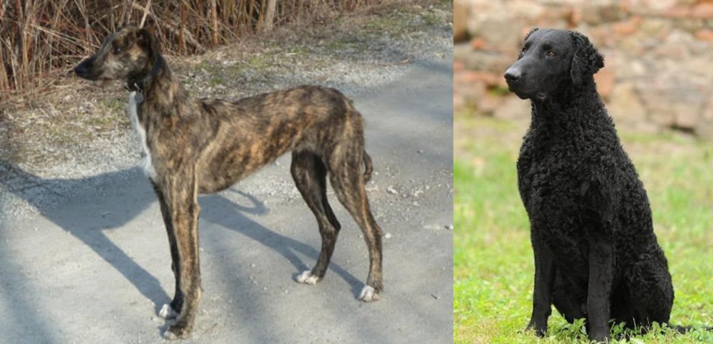 Curly Coated Retriever vs American Staghound - Breed Comparison