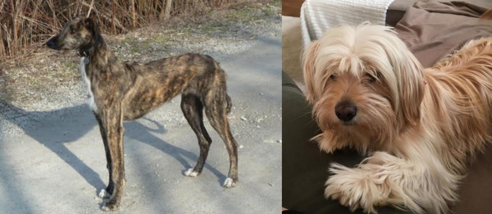 Cyprus Poodle vs American Staghound - Breed Comparison