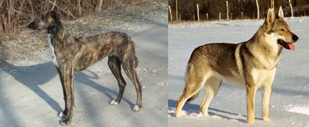 Czechoslovakian Wolfdog vs American Staghound - Breed Comparison