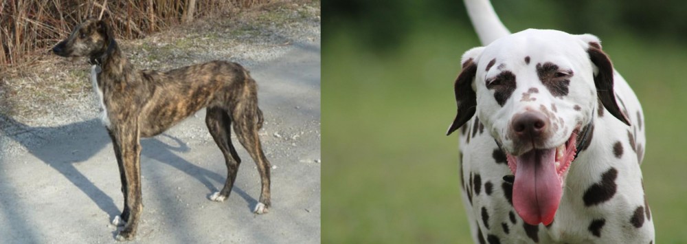 Dalmatian vs American Staghound - Breed Comparison