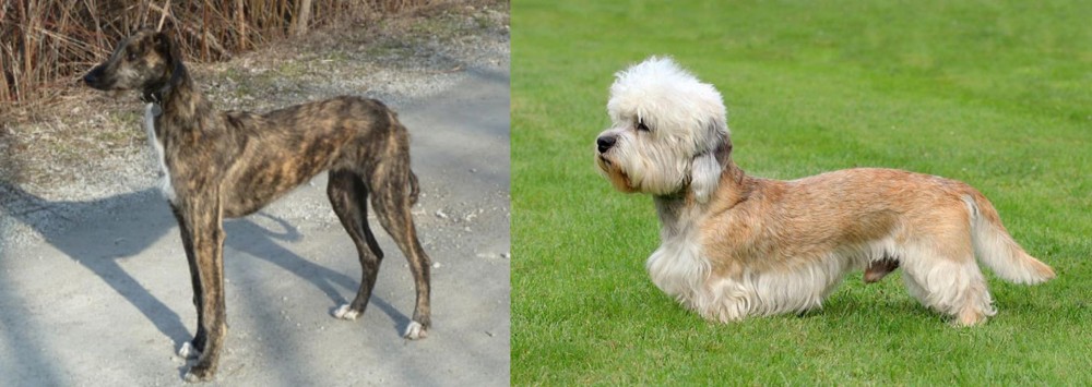Dandie Dinmont Terrier vs American Staghound - Breed Comparison