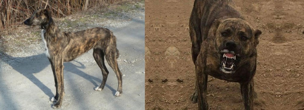 Dogo Sardesco vs American Staghound - Breed Comparison