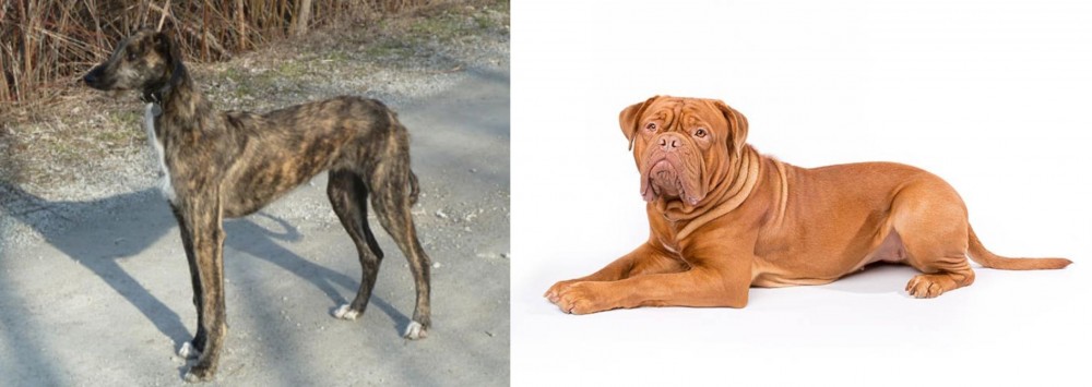 Dogue De Bordeaux vs American Staghound - Breed Comparison