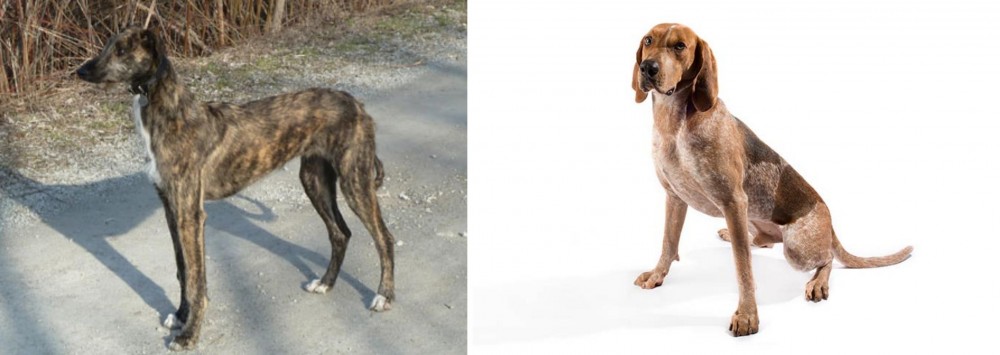 English Coonhound vs American Staghound - Breed Comparison