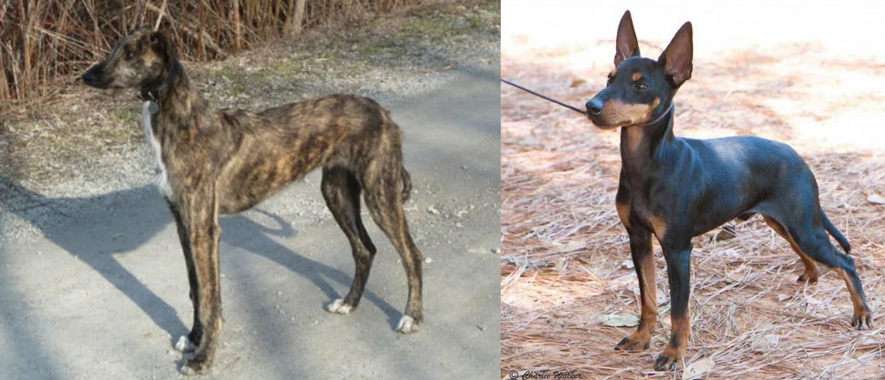 English Toy Terrier (Black & Tan) vs American Staghound - Breed Comparison