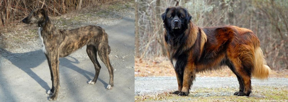Estrela Mountain Dog vs American Staghound - Breed Comparison