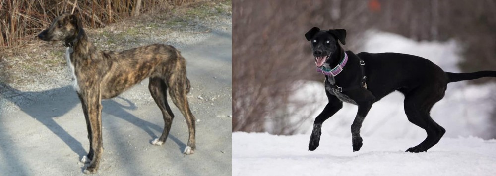 Eurohound vs American Staghound - Breed Comparison