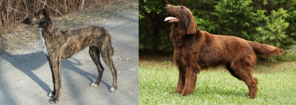 Flat-Coated Retriever vs American Staghound - Breed Comparison