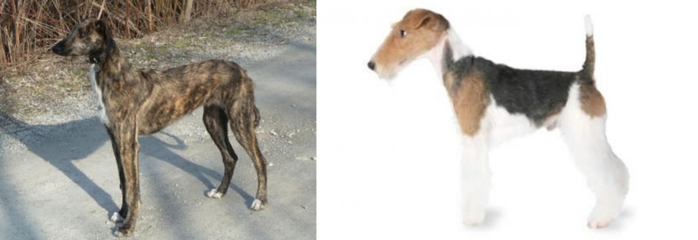 Fox Terrier vs American Staghound - Breed Comparison