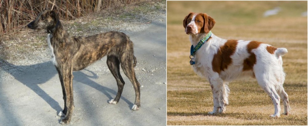 French Brittany vs American Staghound - Breed Comparison