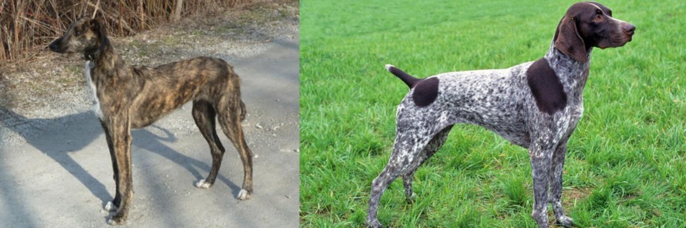 German Shorthaired Pointer vs American Staghound - Breed Comparison