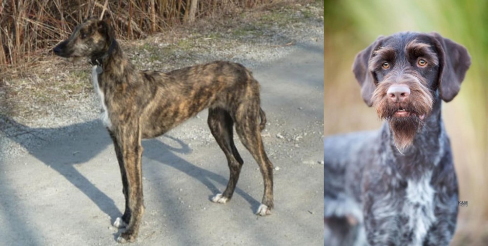 German Wirehaired Pointer vs American Staghound - Breed Comparison