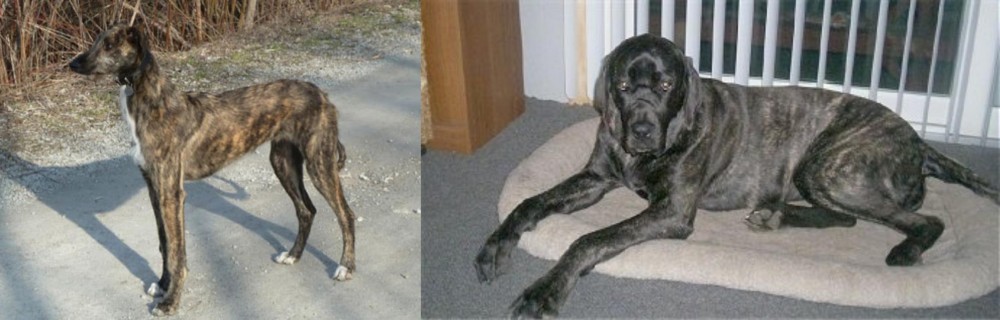 Giant Maso Mastiff vs American Staghound - Breed Comparison