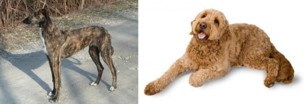 Golden Doodle vs American Staghound - Breed Comparison