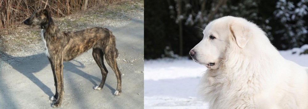 Great Pyrenees vs American Staghound - Breed Comparison