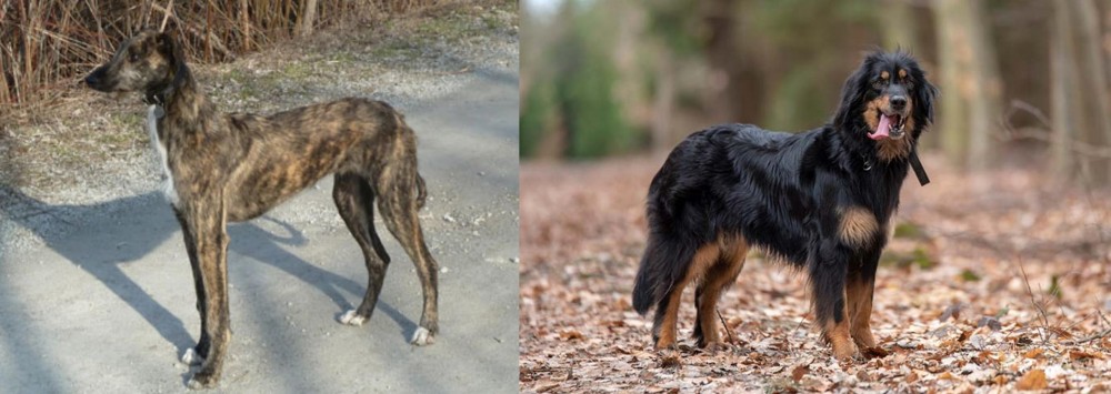Hovawart vs American Staghound - Breed Comparison