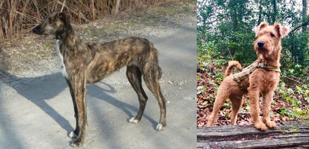 Irish Terrier vs American Staghound - Breed Comparison