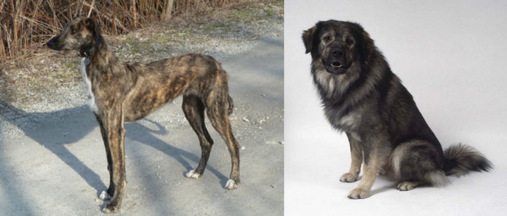 Istrian Sheepdog vs American Staghound - Breed Comparison
