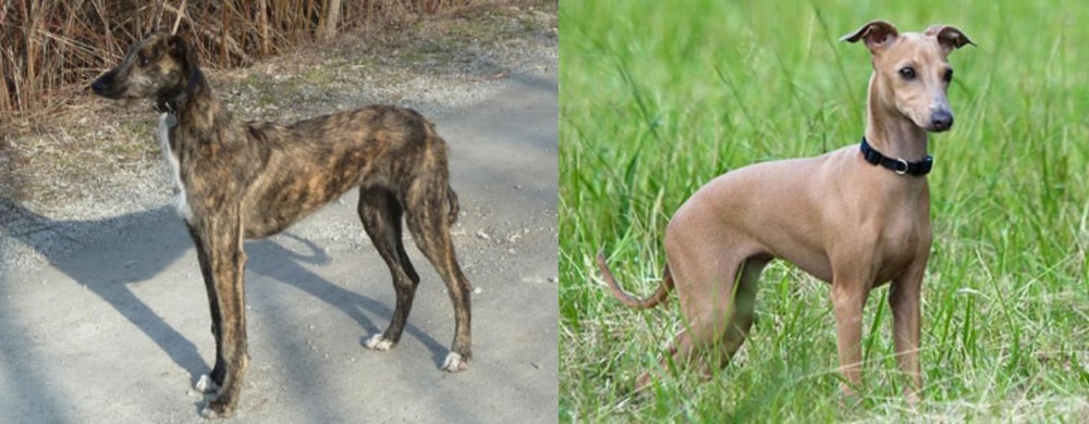 Italian Greyhound vs American Staghound - Breed Comparison