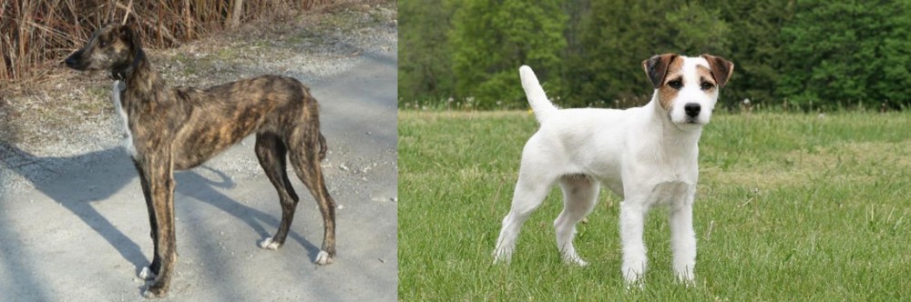 Jack Russell Terrier vs American Staghound - Breed Comparison