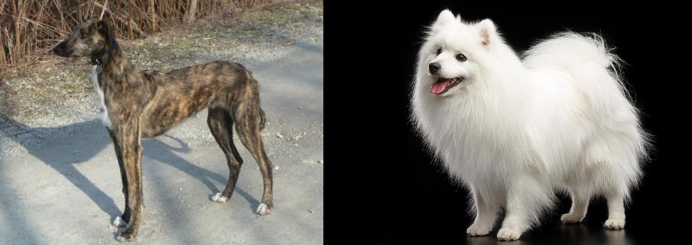 Japanese Spitz vs American Staghound - Breed Comparison