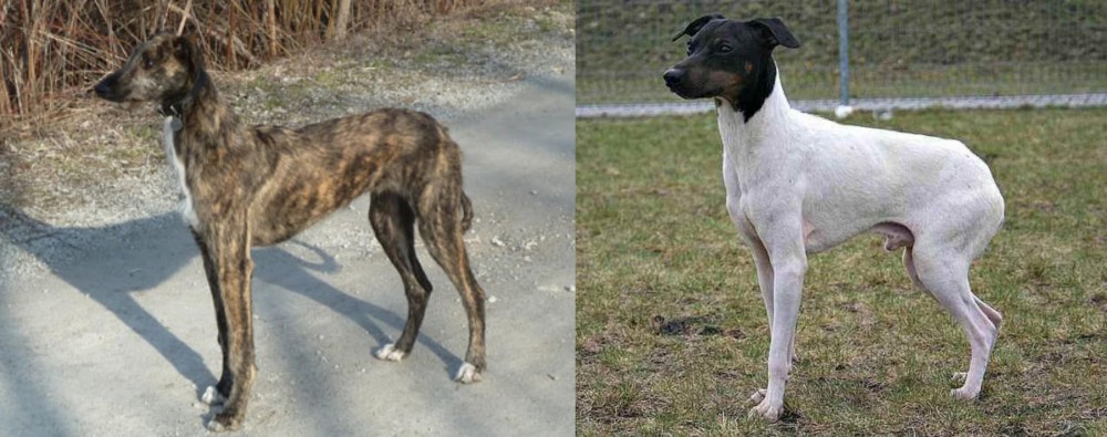 Japanese Terrier vs American Staghound - Breed Comparison