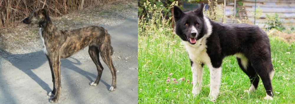 Karelian Bear Dog vs American Staghound - Breed Comparison