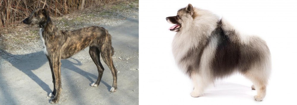 Keeshond vs American Staghound - Breed Comparison