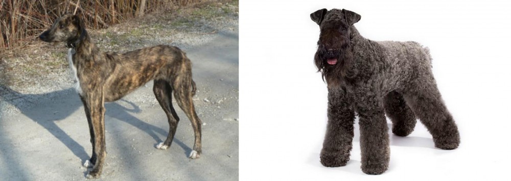 Kerry Blue Terrier vs American Staghound - Breed Comparison