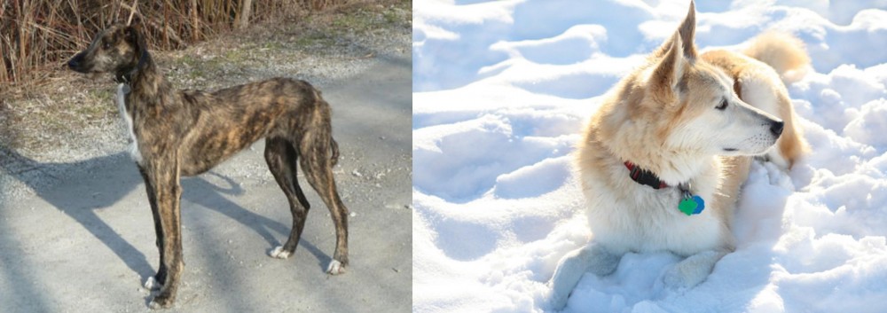 Labrador Husky vs American Staghound - Breed Comparison